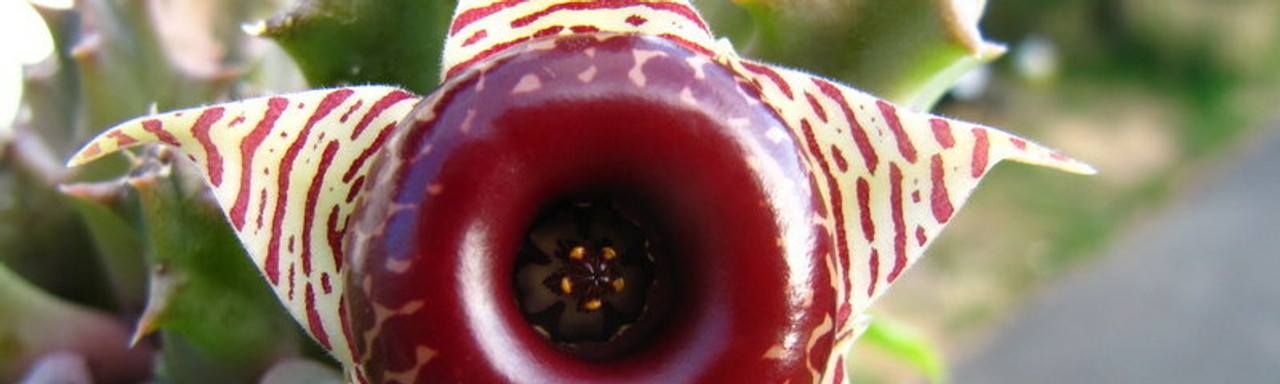 Huernia Huernia